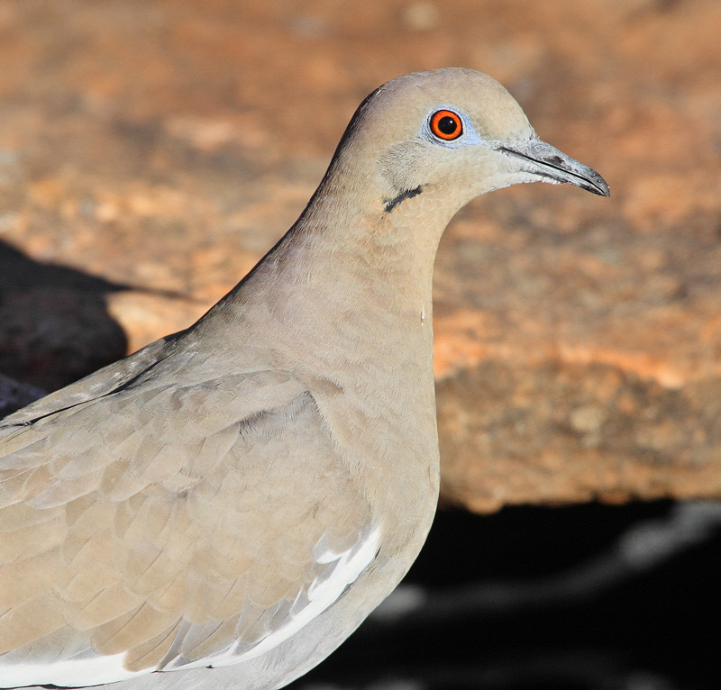 White-winged Dove (head shot) (6057)