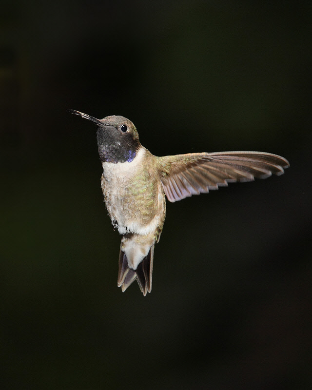 Black-chinned Hummingbird (1555)
