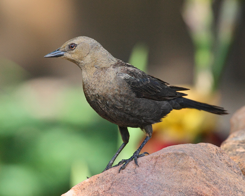 Brewer's Blackbird (Female) (0682)
