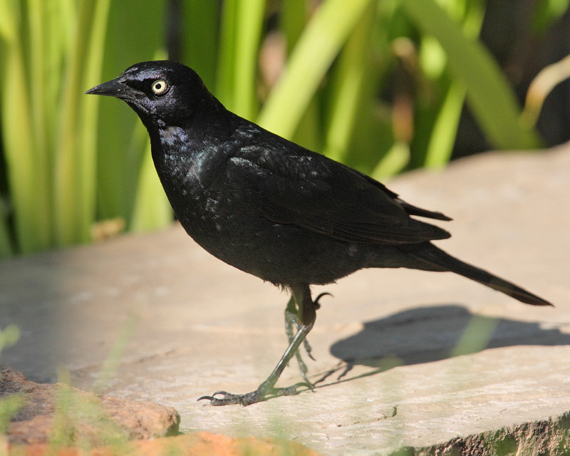 Brewer's Blackbird (Male) (0780)
