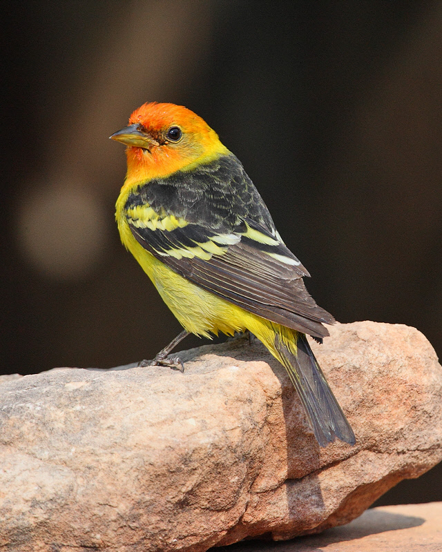 Western Tanager (0646)