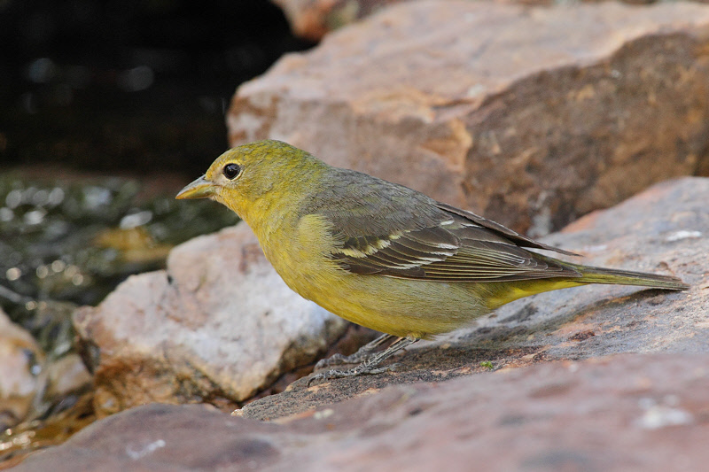 Western Tanager (Female) (1340)