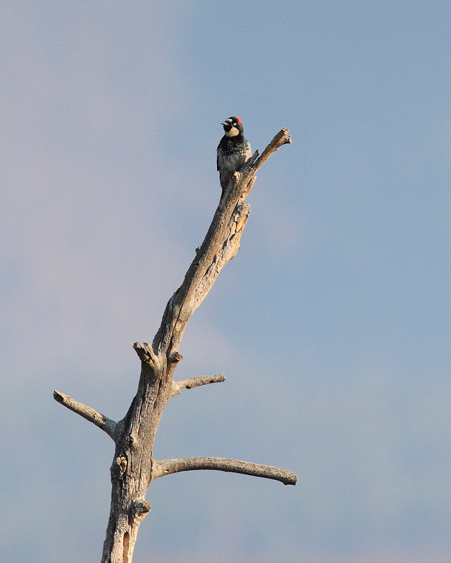 Acorn Woodpecker (Female) (4050)