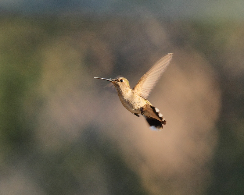 Black-chinned Hummingbird (female) (4019)