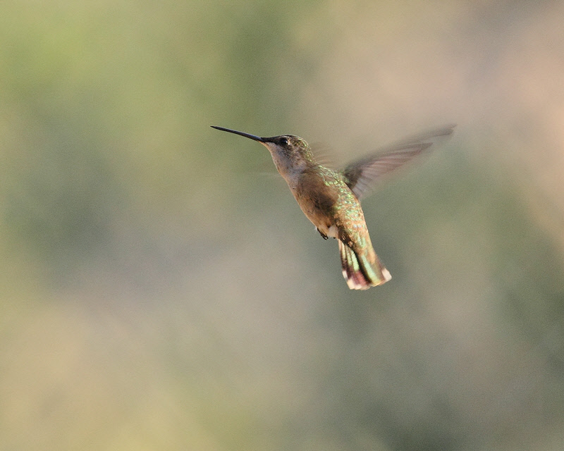 Broad-tailed Hummingbird (female) (4042)