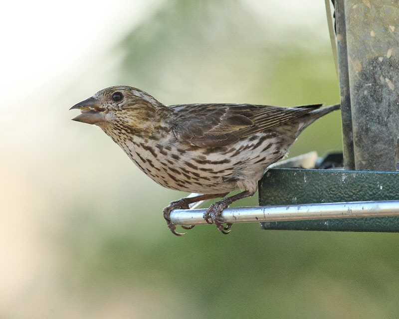 Cassin's Finch (female) (4071)