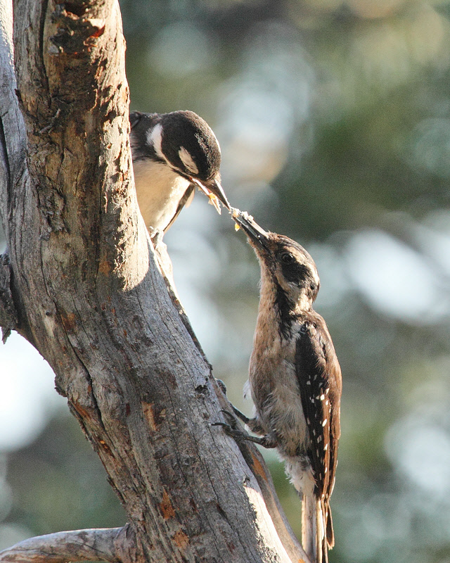 Hairy Woodpecker (Female feeding juvenile) (4106)