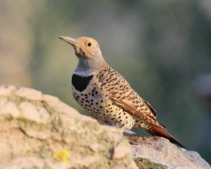 Northern Flicker (Red-shafted, female) (4010)