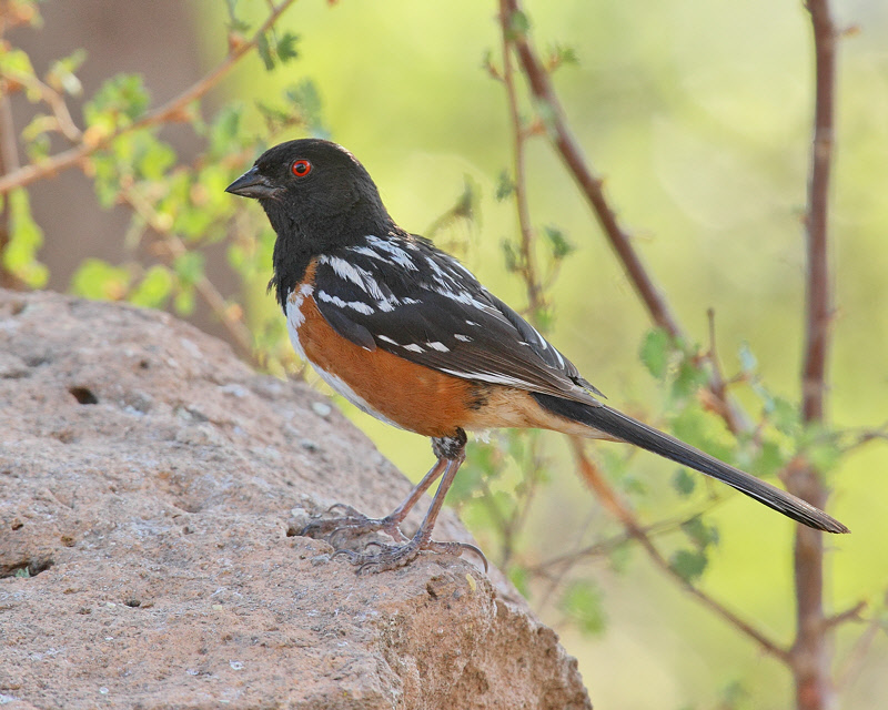 Spotted Towhee (4081)