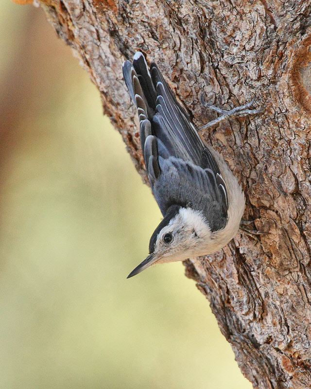 White-breasted Nuthatch (4138)