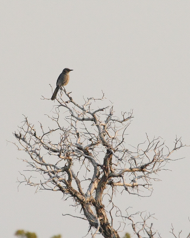 Ash-throated Flycatcher (1844)