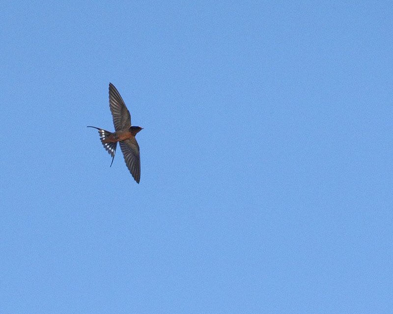 Barn Swallow (1910)