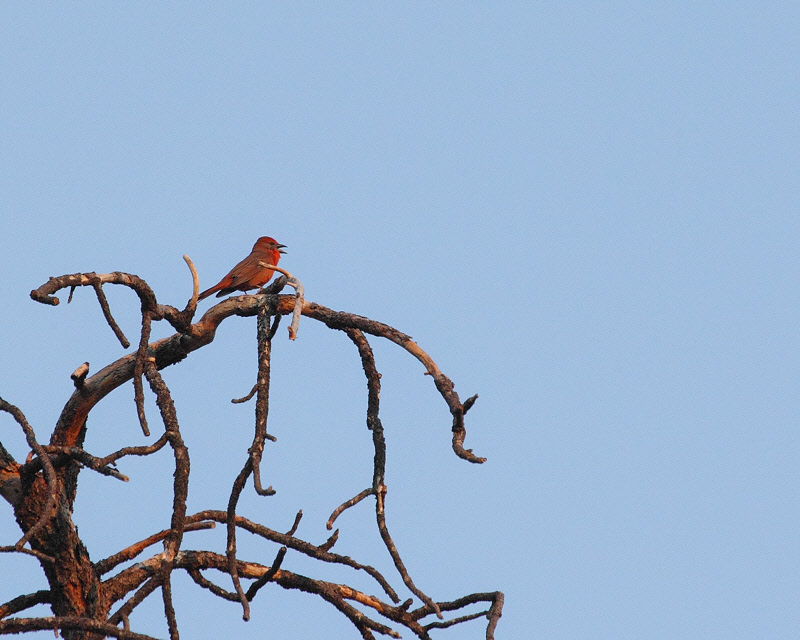 Hepatic Tanager (1831)