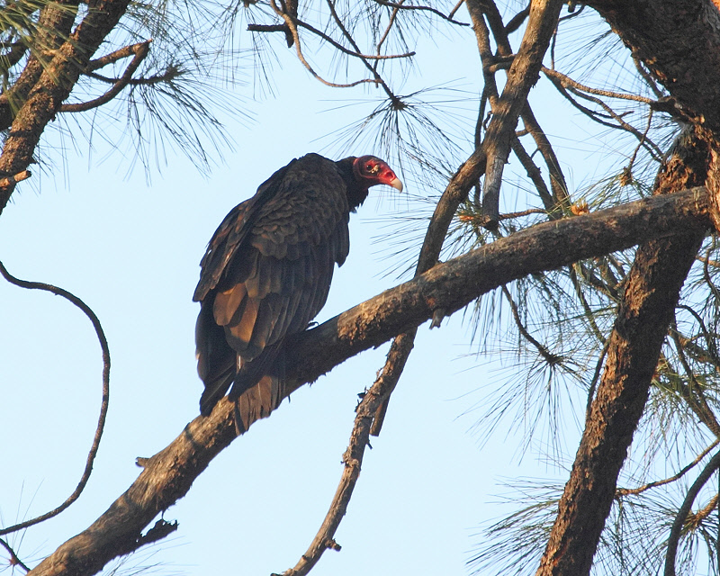 Turkey Vulture (1858)