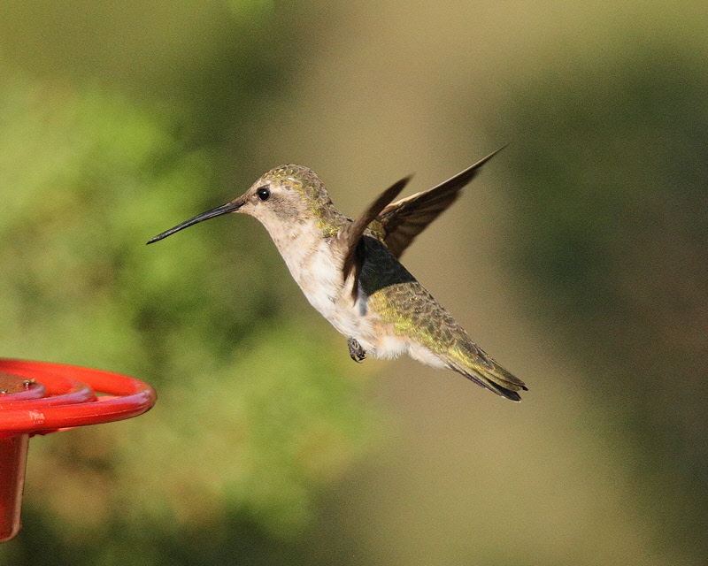 Black-chinned Hummingbird (Female) (4240)