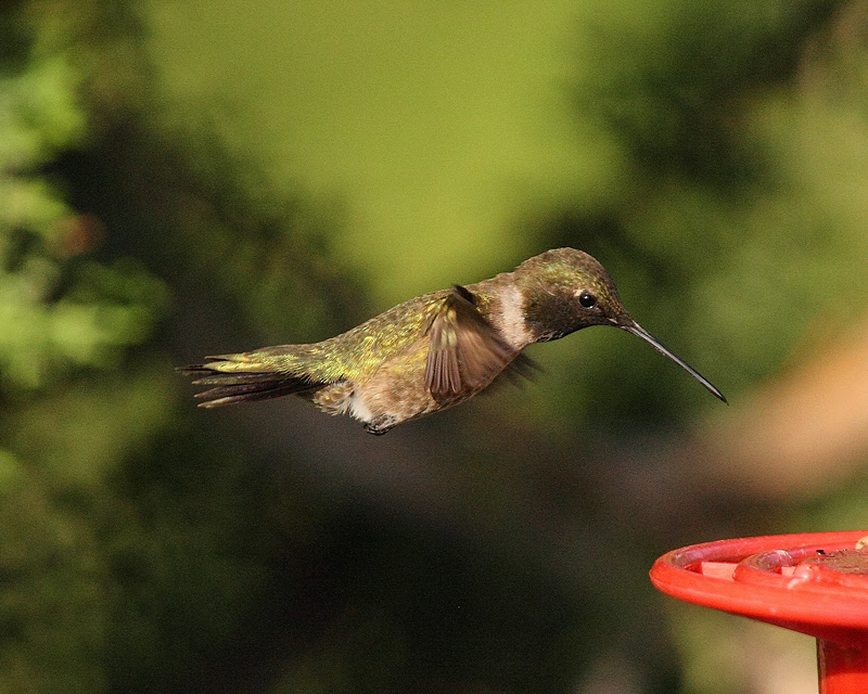 Black-chinned Hummingbird (Male) (4212)