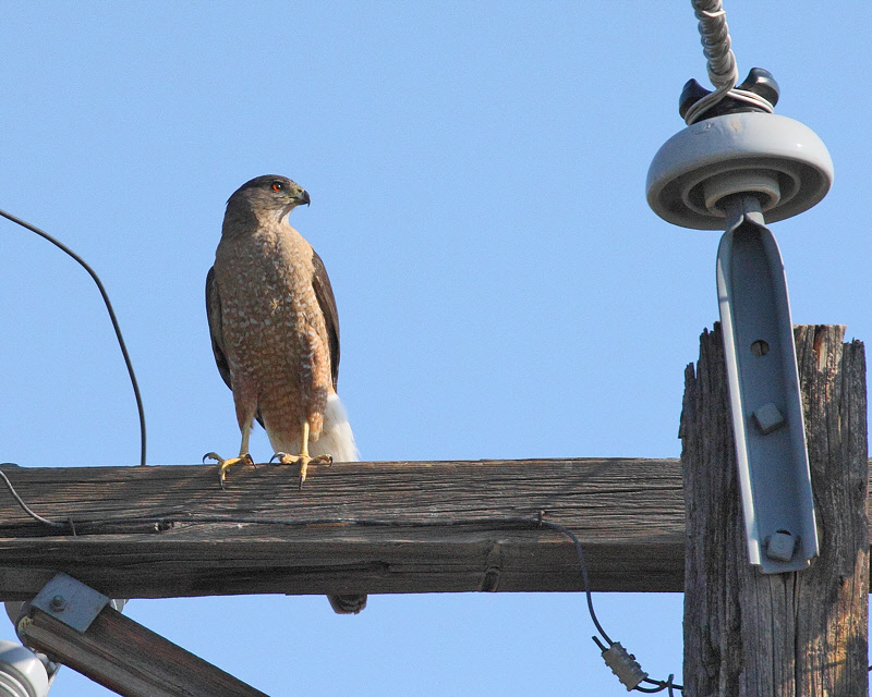 Cooper's Hawk on Telephone Pole (4306)