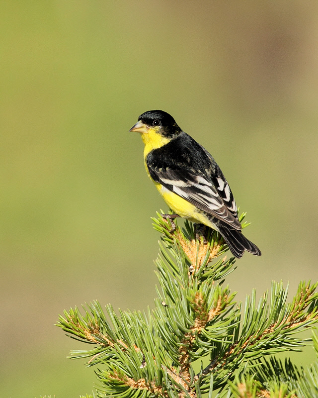 Lesser Goldfinch (Male, Black-backed) (4231)
