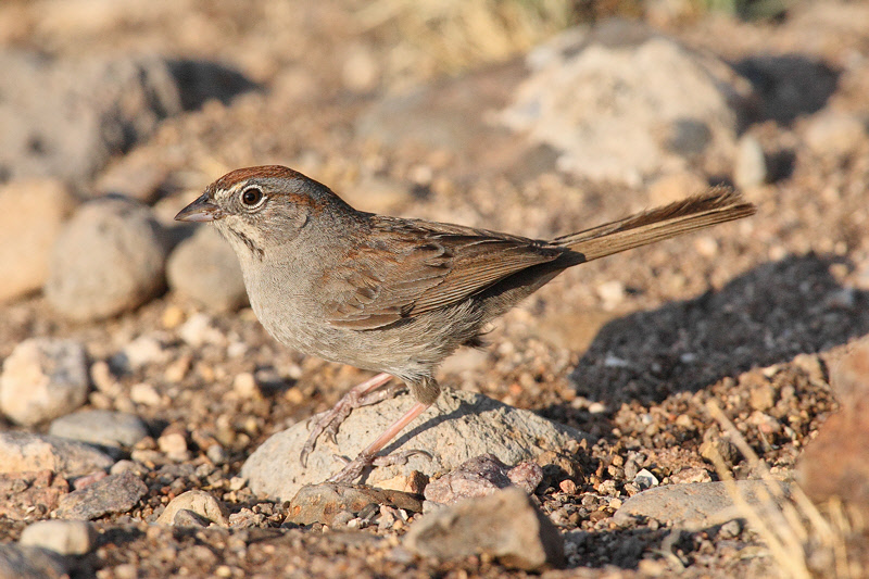 Rufous-crowned Sparrow (4266)