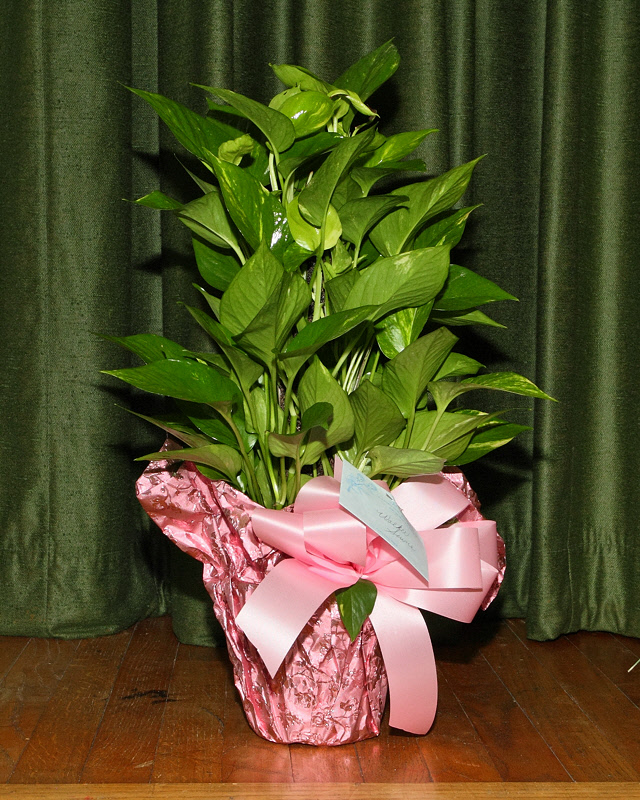 Flowers (2221)