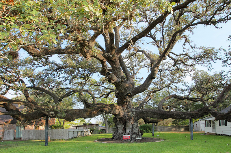 Live Oak Tree in Columbus, TX (2156)