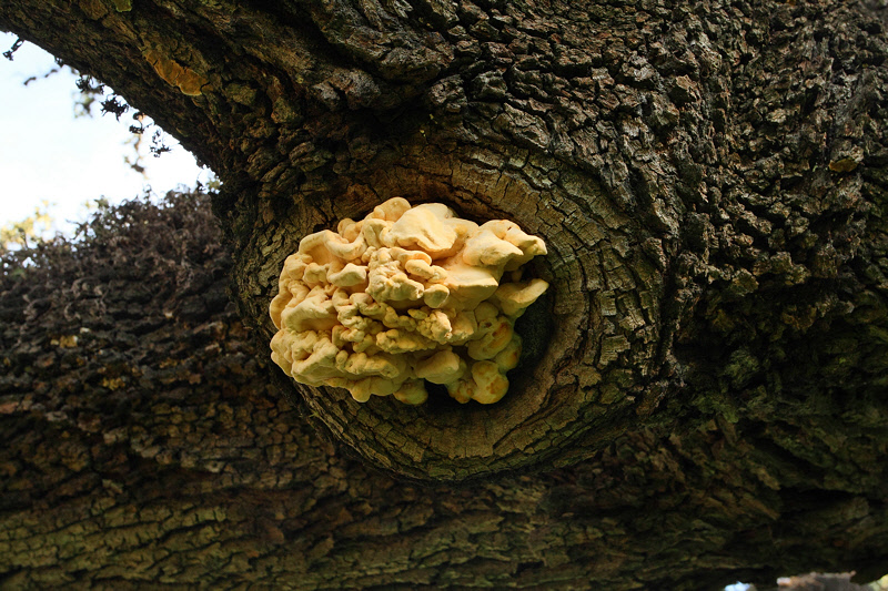 OakTree Fungus (2164)