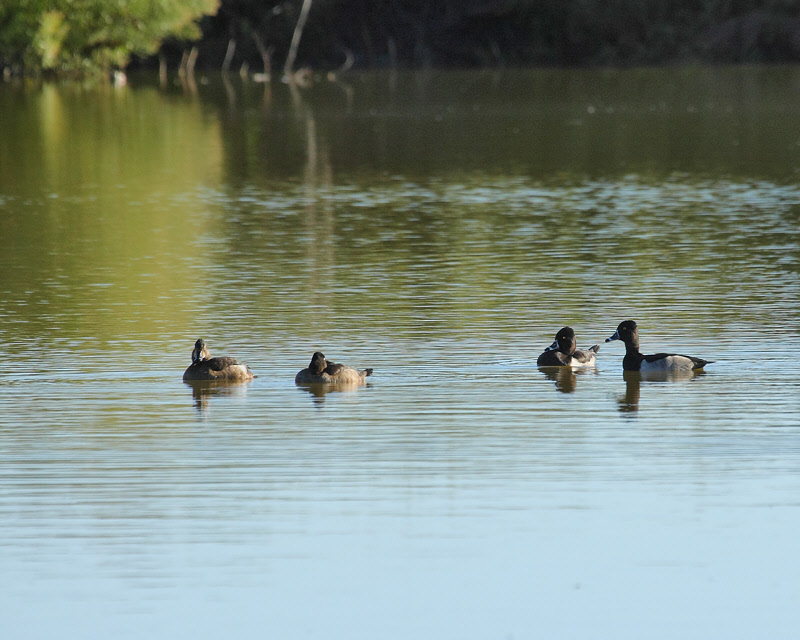 American Wigeon (two on the right) (2783)