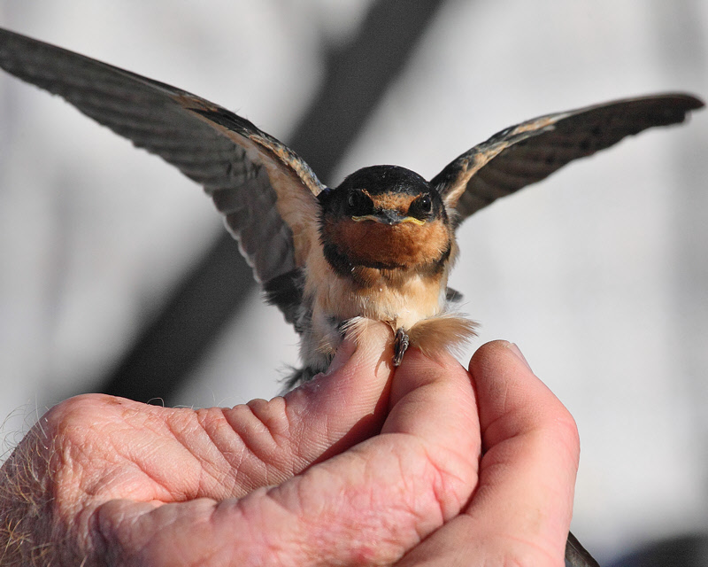 Barn Swallow (juvenile, netted) (2828)