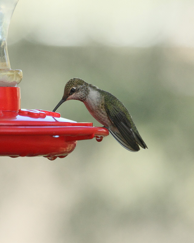 Black-chinned Hummingbird (2998)