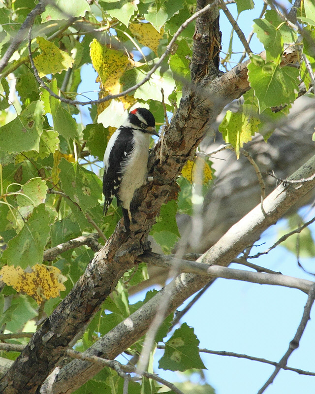 Downy Woodpecker (3066)