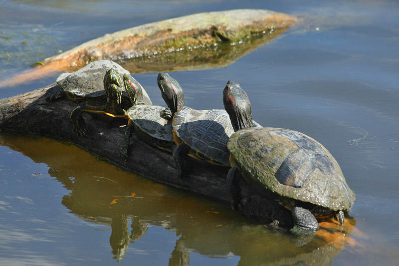 Painted Turtle and 3 Red-eared Sliders (3076)