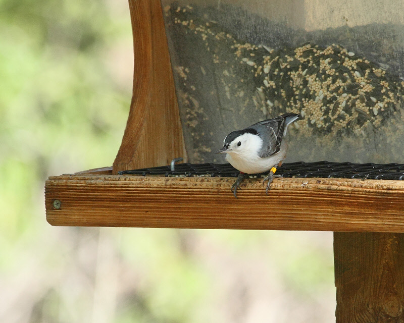 White-breasted Nuthatch (3055)