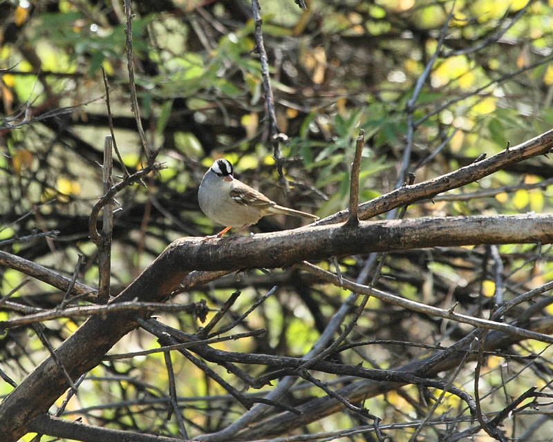 White-crowned Sparrow (3013)