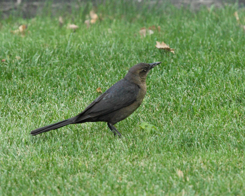 Great-tailed Grackle Female (6356)
