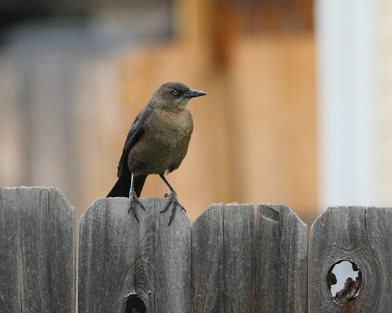 Great-tailed Grackle (Female) (6362)
