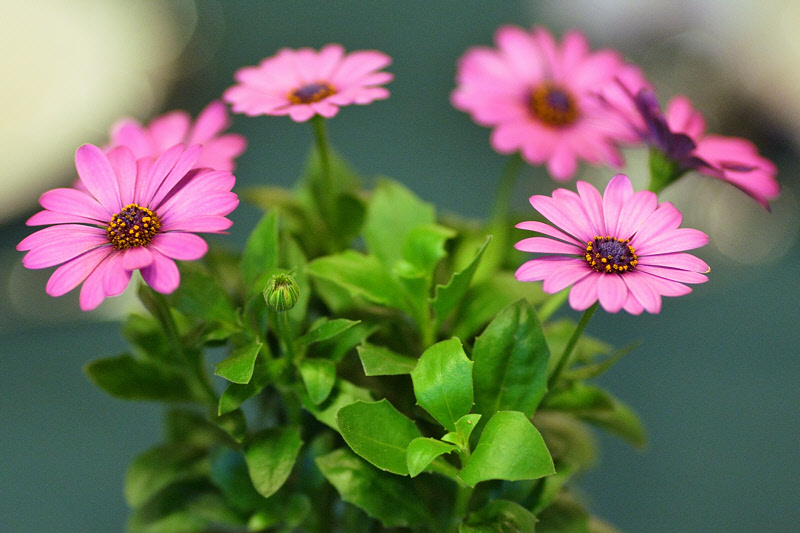 Table Flowers at Rehearsal Dinner (6910)