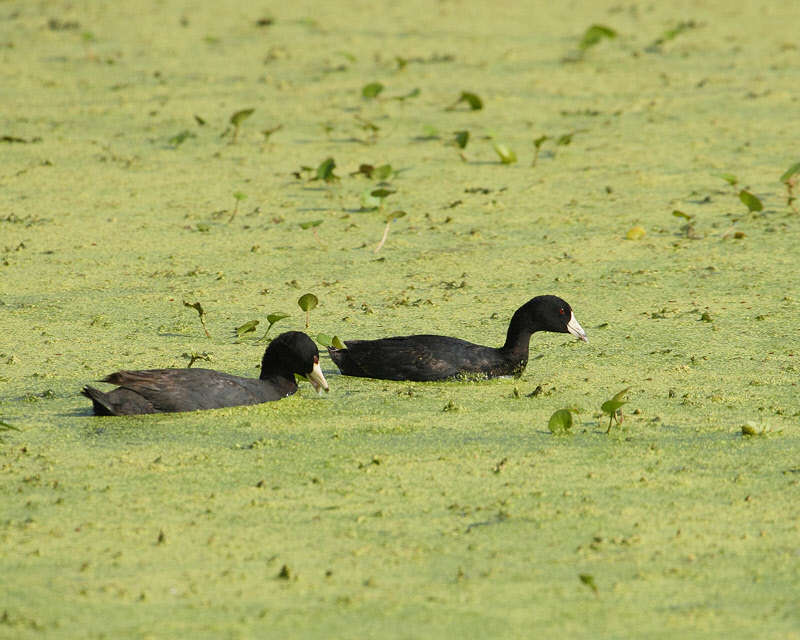 American Coots (7894)