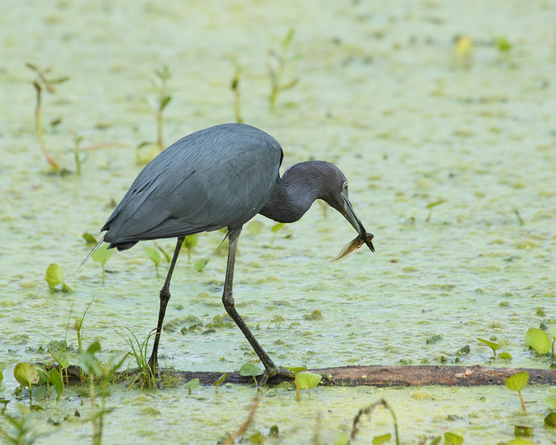 Little Blue Heron  (7756)