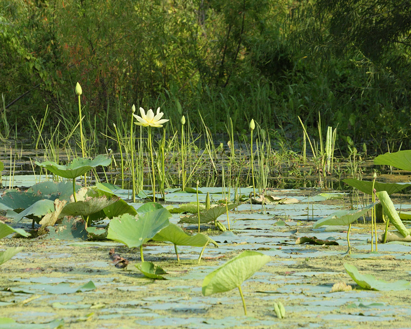 Pond Lily (7883)