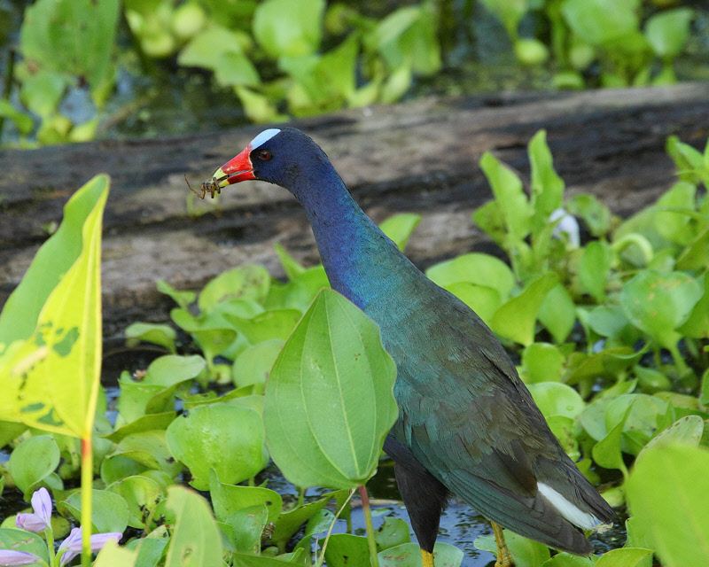 Purple Gallinule (7665)