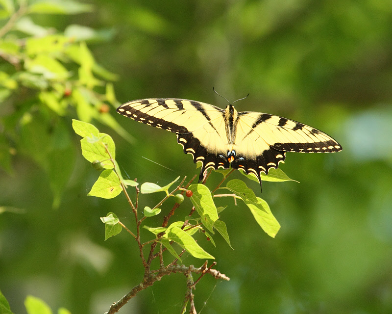 Tiger Swallowtail (7897)