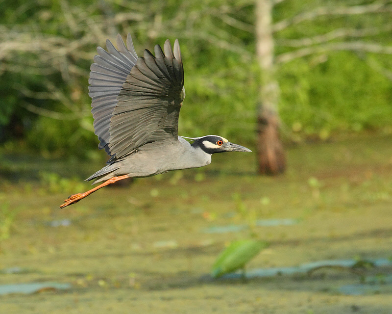 Yellow-crowned Night-Heron (7700)