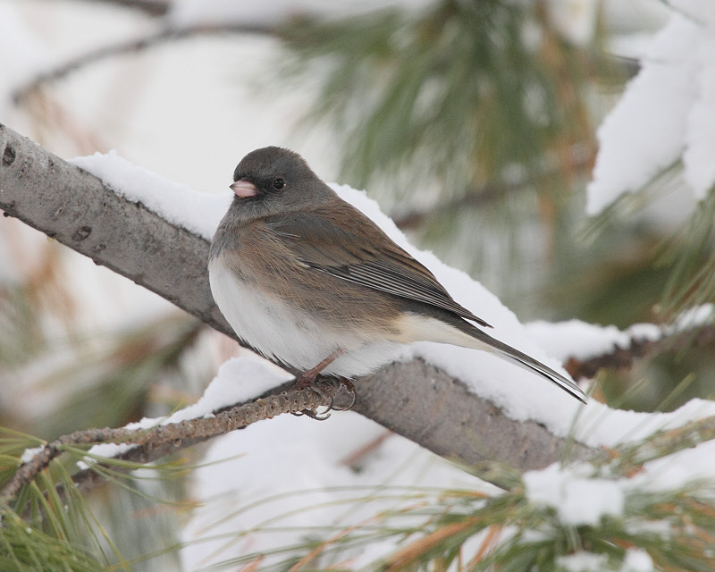 Dark-Eyed Junco (Oregon) (5740)