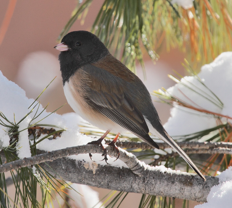 Dark-Eyed Junco (Oregon, Tree) (4650)