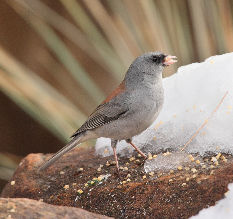 Dark-eyed Junco (Gray-headed) (5110)