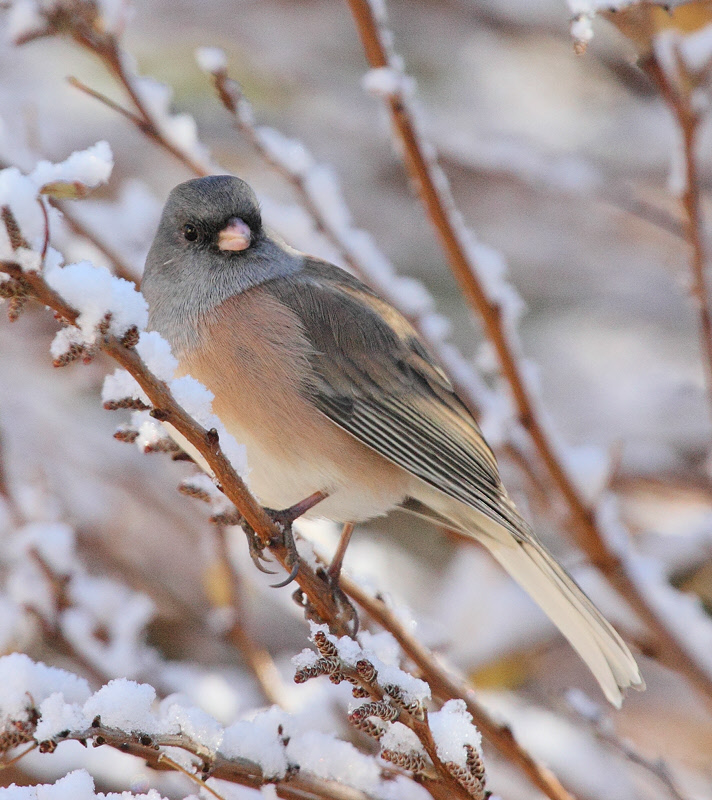 Dark-eyed Junco (Pink-sided) (2995)