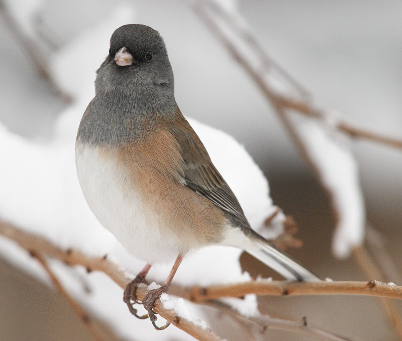 Dark-eyed Junco (Pink-sided) (4573)