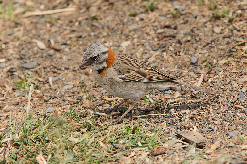 Rufous-collared Sparrow (2162)