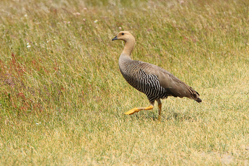 Upland Goose (Female) (2298)