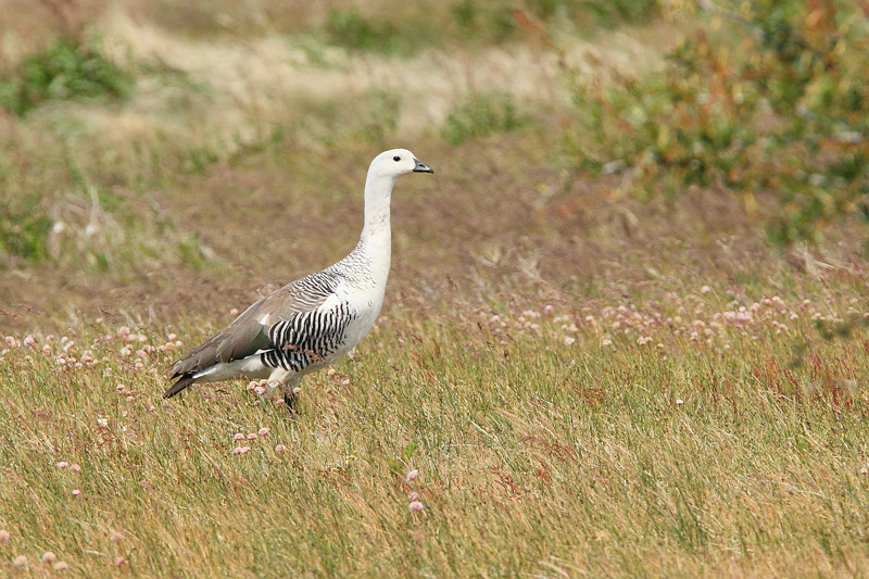 Upland Goose (Male) (2287)